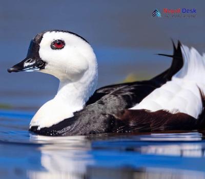Cotton Pygmy Goose_Nettapus coromandelianus