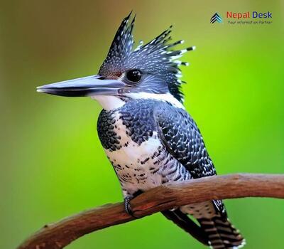 Crested Kingfisher_Megaceryle lugubris