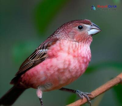 Dark-rumped Rosefinch_Carpodacus edwardsii