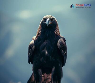 Golden Eagle - Aquila chrysaetos