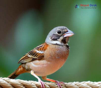 Grey-necked Bunting_Emberiza buchanani