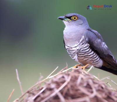 Indian Cuckoo_Cuculus micropterus