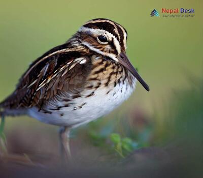 Jack Snipe - Lymnocryptes minimus