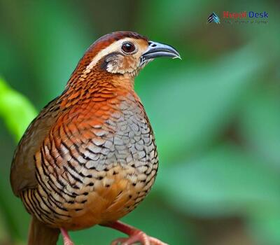 Jungle Bush-quail - Perdicula asiatica