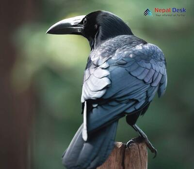 Large-billed Crow - Corvus macrorhynchos