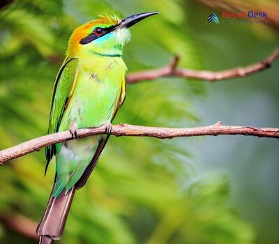 Little Green Bee-eater_Merops orientalis