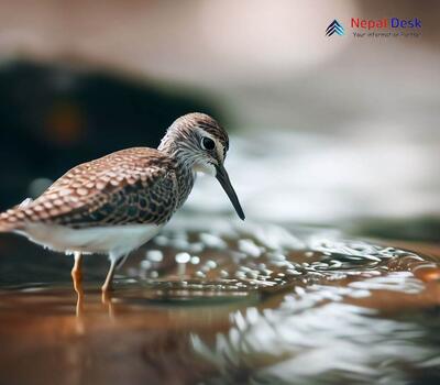 Marsh Sandpiper_Tringa stagnatilis