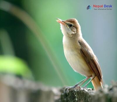Oriental Reed Warbler_Acrocephalus orientalis