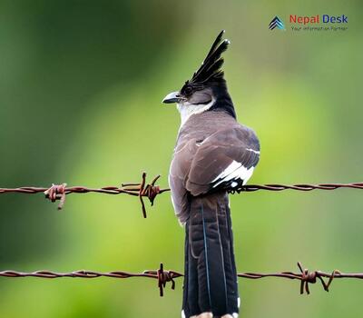 Pied Cuckoo_Clamator jacobinus