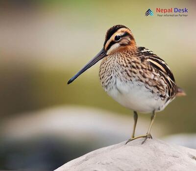 Pintail Snipe_Gallinago stenura