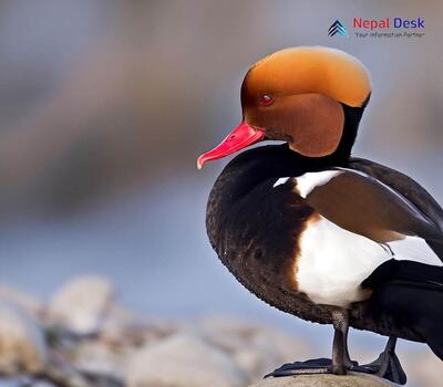 Red-crested Pochard_Netta rufina