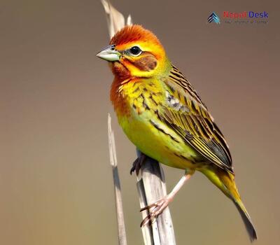 Red-headed Bunting_Emberiza bruniceps