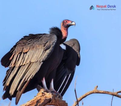 Red-headed Vulture_Sarcogyps calvus