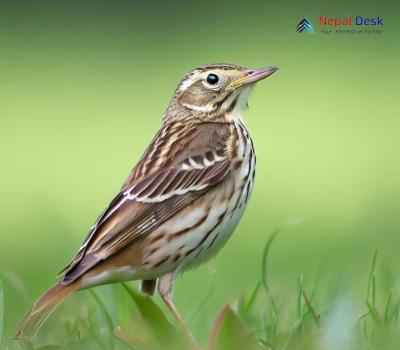 Richard's Pipit_Anthus richardi