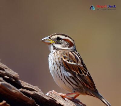 Rock Sparrow_Petronia petronia