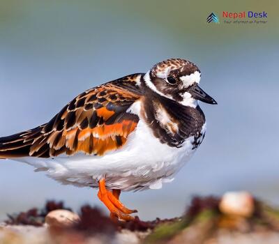 Ruddy Turnstone_Arenaria interpres