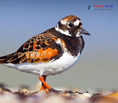 Ruddy Turnstone_Arenaria interpres