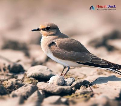Small Pratincole_Glareola lactea