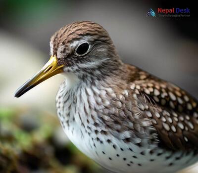 Spotted Sandpiper - Actitis macularius