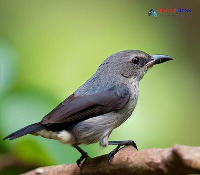 Thick-billed Flowerpecker - Dicaeum agile