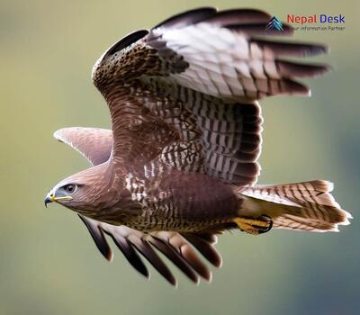 Upland Buzzard - Buteo hemilasius