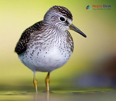 Wood Sandpiper_Tringa glareola
