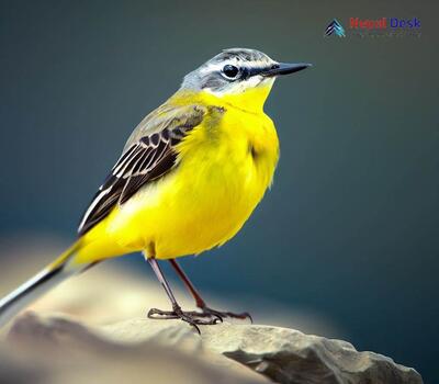 Yellow Wagtail_Motacilla flava